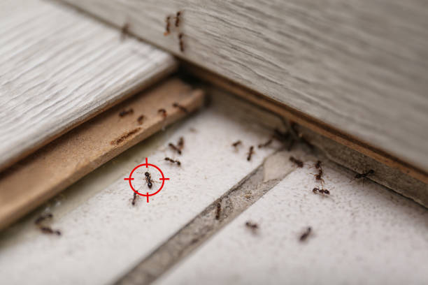 Best Wasp Removal Services  in Sardinia, OH